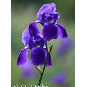 Illyrische Schwertlilie, Iris illyrica