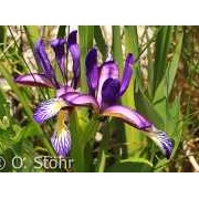 Grasblättrige Schwertlilie, Iris graminea