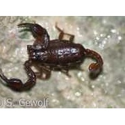Deutscher Skorpion, Euscorpius germanus