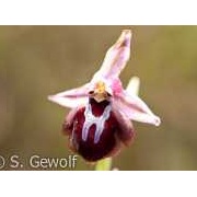 Busen-Ragwurz, Ophrys mammosa