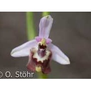 Weißglanz-Ragwurz, Ophrys candica
