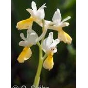 Wenigblütiges Knabenkraut, Orchis pauciflora