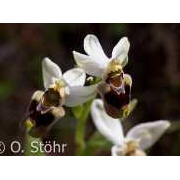 Wespen-Ragwurz, Ophrys tenthredinifera