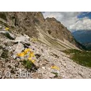 Lienzer Dolomiten mit blühendem Alpenmohn (Osttirol)