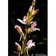 37 Juni: Violetter Dingel, Limodorum abortivum