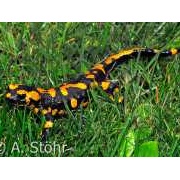 Feuersalamander, Salamandra salamandra