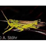 Sumpfschrecke mit Tautropfen, Stethophyma grossum
