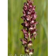 Wanzen-Knabenkraut, Orchis coriophora