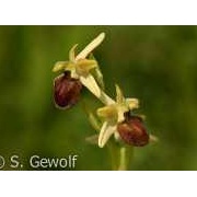 Spinnen-Ragwurz, Ophrys sphegodes