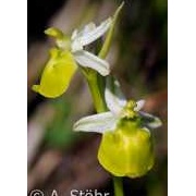 Hummel-Ragwurz, Ophrys holosericea (Farbvariante)