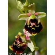 Hummel-Ragwurz, Ophrys holosericea