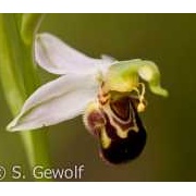 Bienen-Ragwurz, Ophrys apifera