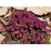 Zweiblütiger Steinbrech, Saxifraga biflora