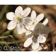 Leberblümchen, Hepatica nobilis (weißblühend)