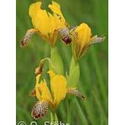 Bunte Schwertlilie, Iris variegata