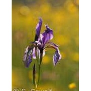 Sibirische Schwertlilie, Iris sibirica