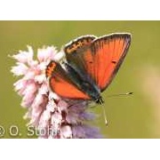 Lilagold-Feuerfalter, Lycaena hippothoe